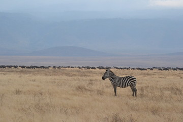 Fototapeta na wymiar Zèbre dans le cratère du Ngorongoro