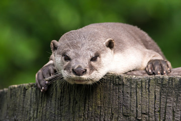 oriental otter portrait