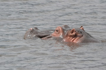 Hippopotame nageant