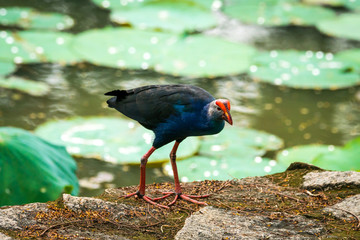 Close up of the helmeted guineafowl