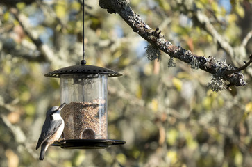 nuthatch in the garden eating seeds