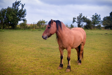Obraz premium jument en pâture