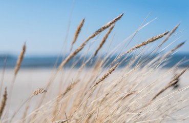 Fototapeta premium blades of marram grass on sandy beach