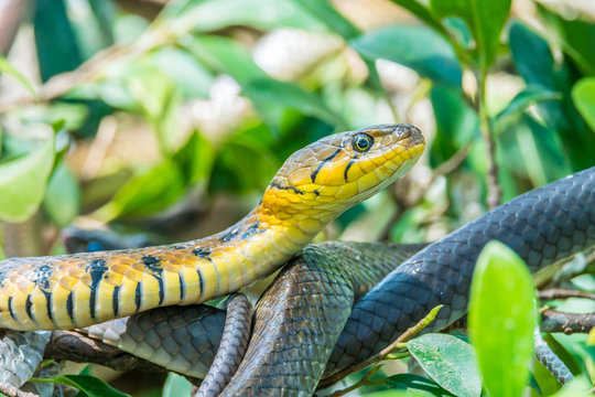 Buff striped keelback