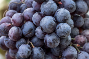  dark grapes  background