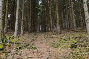 German coniferous forest