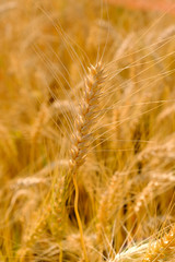 barley in field conversion test at North Thailand,rice golden color