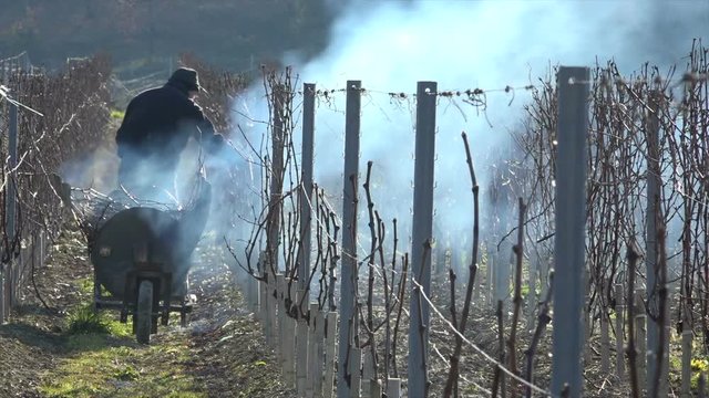 Burning of the vines in winter, vineyard, AOC SAINT-EMILION, GIRONDE, France