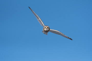 Short-eared owl in flight