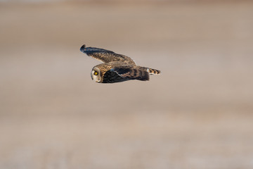 Short-eared owl in flight