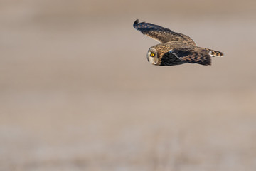 Short-eared owl in flight