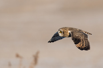 Short-eared owl in flight