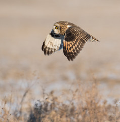 Short-eared owl in flight