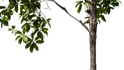 tree branch and leaf isolated on white background