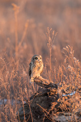 Short eared owl perched near the ground
