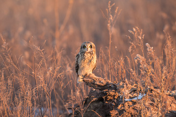 Short eared owl perched near the ground