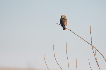 Portrait of short eared owl