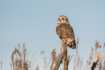 Portrait of short eared owl