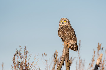 Portrait of short eared owl