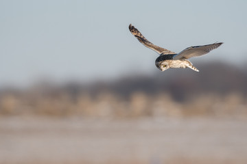 Short-eared owl in flight