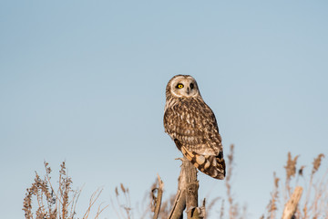 Portrait of short eared owl