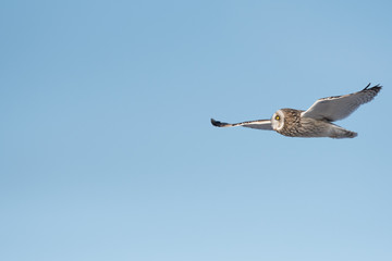 Short-eared owl in flight