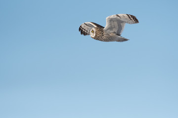 Short-eared owl in flight