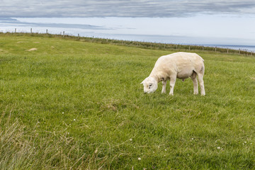 Obraz premium sheared male of texel sheep (ovis aries) on grassland.