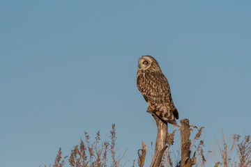 Portrait of short eared owl