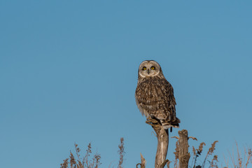 Obraz premium Portrait of short eared owl