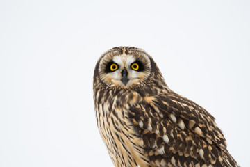 Fototapeta premium Portrait of short eared owl