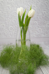 spring white live tulips in glass vase with grass on grey background