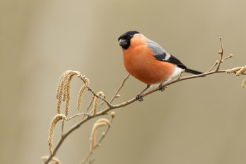 Eurasian bullfinch. Pyrrhula pyrrhula