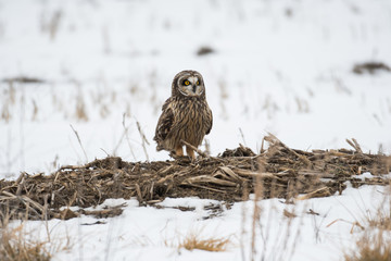Short eared owl perched on ground
