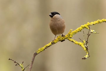 Eurasian bullfinch. Pyrrhula pyrrhula