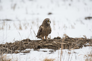 Short eared owl perched on ground