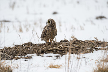 Short eared owl perched on ground
