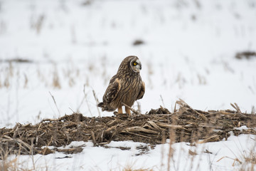 Short eared owl perched on ground