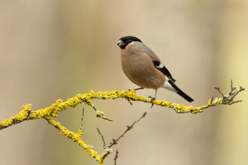 Obraz premium Eurasian bullfinch. Pyrrhula pyrrhula