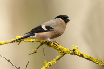Obraz premium Eurasian bullfinch. Pyrrhula pyrrhula