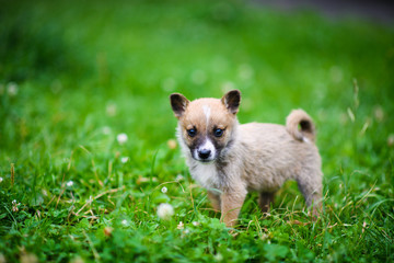 Cute puppy on green grass