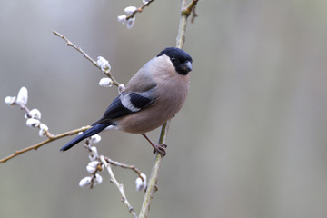 Eurasian bullfinch. Pyrrhula pyrrhula