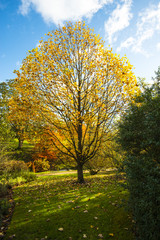 Naklejka premium Beautiful tre in autumn