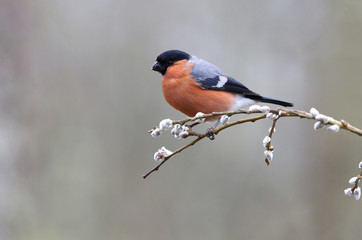 Eurasian bullfinch. Pyrrhula pyrrhula