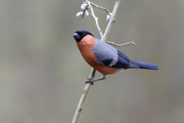 Eurasian bullfinch. Pyrrhula pyrrhula
