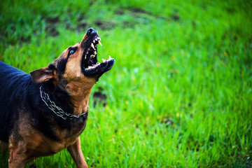 Angry dog