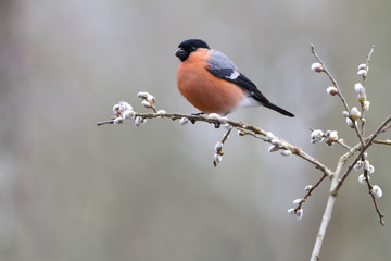 Eurasian bullfinch. Pyrrhula pyrrhula