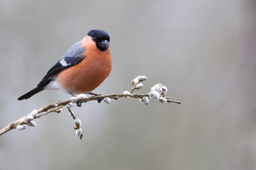 Eurasian bullfinch. Pyrrhula pyrrhula