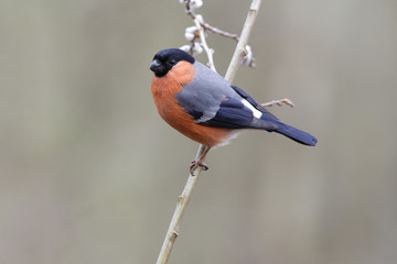 Eurasian bullfinch. Pyrrhula pyrrhula