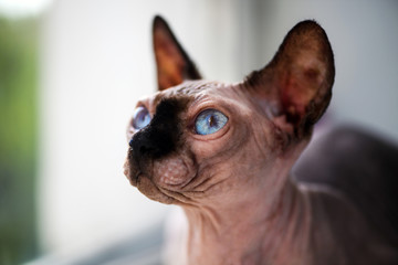 sphinx cat at home